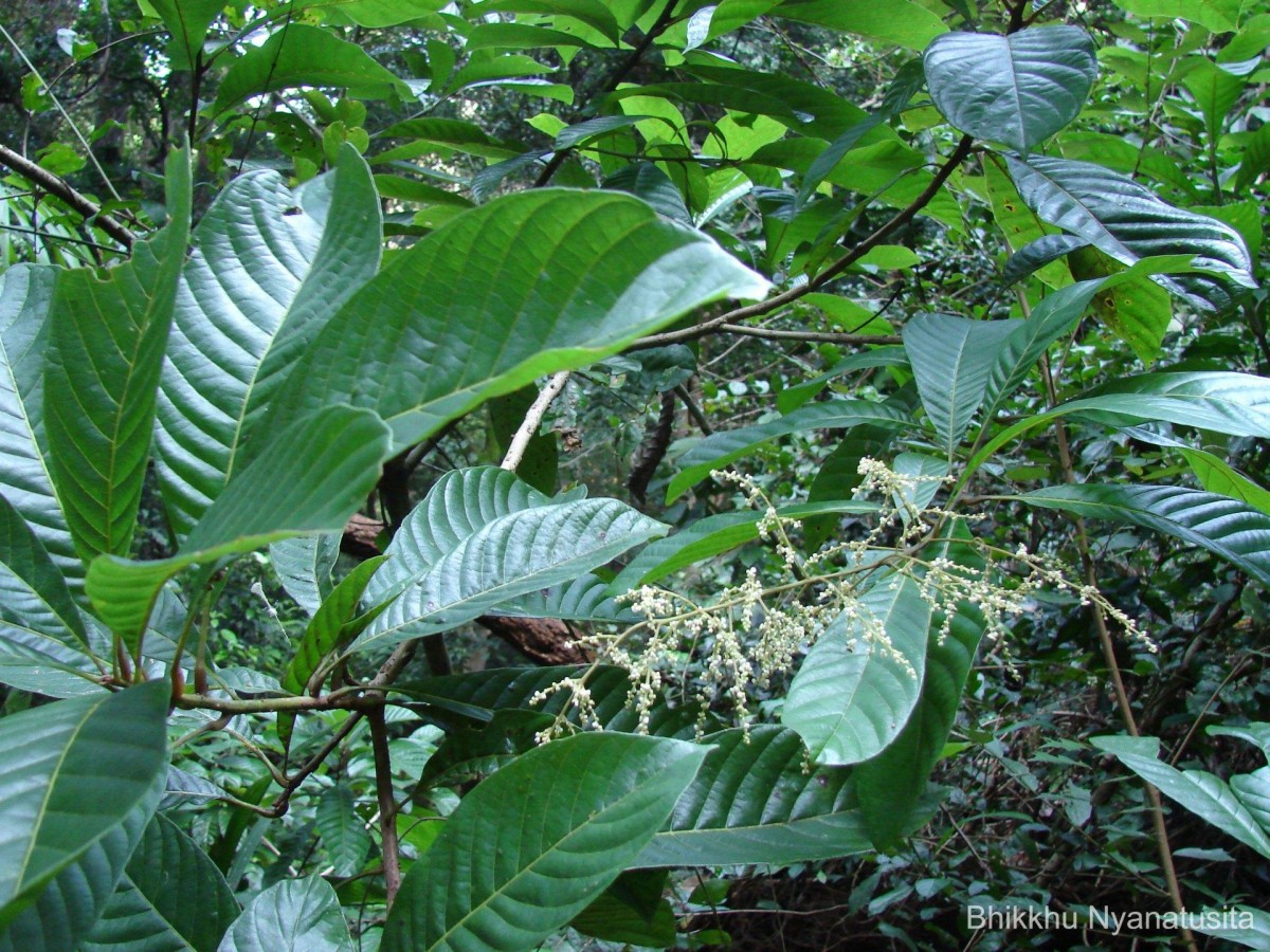 Meliosma simplicifolia (Roxb.) Walp.